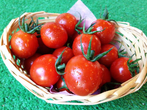 【期間限定】1.5kg夏秋うまミニトマト（べにすずめ）バラ売り・無選別品 1.5kg トマト プチトマト