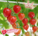 【送料無料】完熟トマトベリー(高糖度ミニトマト)【特別栽培・減農薬・減化学肥料】800gプレミアム ミニトマトバラ売り800g 【送料無料】完熟トマトベリー(高糖度ミニトマト)【特別栽培・減農薬・減化学肥料】800gプレミアム ミニトマトバラ売り800g