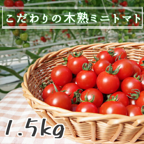 【減農薬】こだわり木熟ミニトマト1.5kg（千果）【特別栽培・減農薬・減化学肥料】バラ売り・無選別品 1.5kg