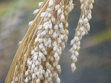 豆力 こだわりの国産もちきび 1Kg 雑穀