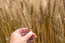 玄小麦（きたほなみ） 1kg 豆力 北海道産 小麦 薄力小麦 麦ご飯 小麦玄麦 雑穀 国産 全粒粉 無添加 薄力粉 胚乳 小麦胚芽 小麦ふすま 3