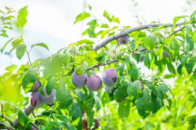 プルーン 1kg 世界美食探究 アメリカ産 ドライフルーツ 大粒 種抜き 製菓 製パン 材料 おやつ 砂糖不使用 ドライプルーン 乾燥 材料 tabemon-dikara-10000372 食べもんぢから。 サンプル画像3