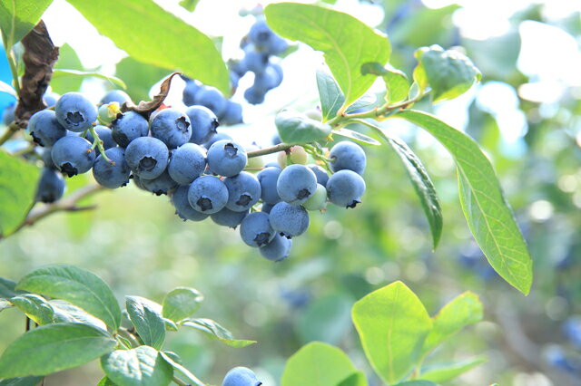 �֥롼�٥꡼ 250g �ɥ饤�ե롼�� ����ꥫ�� ��������õ�� �磻��ɼ� �ʥ᡼���ء˴��� ���ۺ��� ���ѥ���� ���Ĥޤ� ����ù�