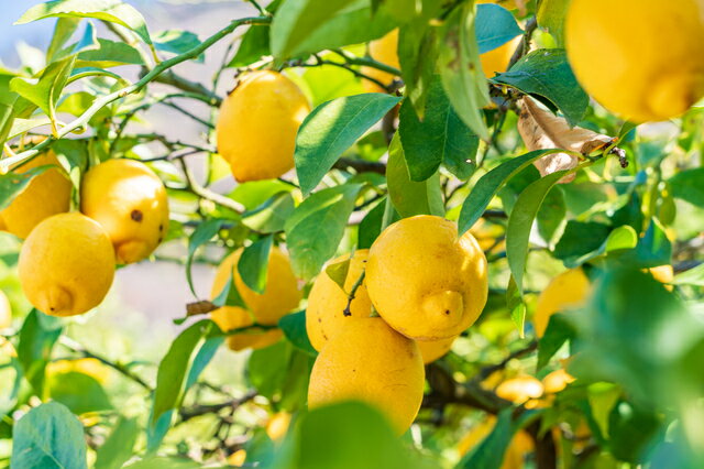 ���󥹥饤�� 1kg ������ ���ڤ� �ɥ饤�ե롼�� ��������õ�� �ɥ饤���� ������� ݦݨ �������� ����ù� ���� ���ۺ���