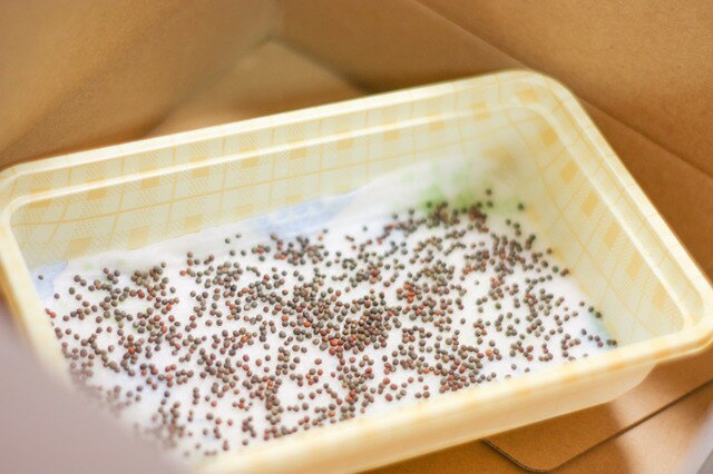 �֥��å��꡼���ץ饦�� ��� 100ml��3�� Ʀ�� ����֥꡼���� ���ͭ��� ��ȯ��Ψ Ķβ��ʬ�� �����ѡ��ա��� ����Ǵ�ñ ̵���Ǽ��