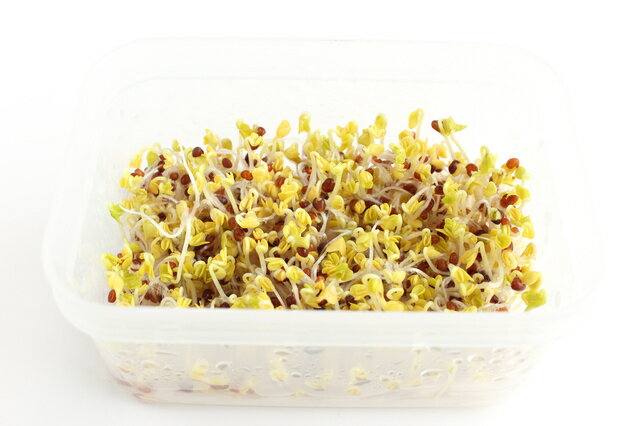 �֥��å��꡼���ץ饦�� ��� 100ml��10�� Ʀ�� ����֥꡼���� ���ͭ��� ��ȯ��Ψ Ķβ��ʬ�� �����ѡ��ա��� ����Ǵ�ñ ̵���Ǽ��