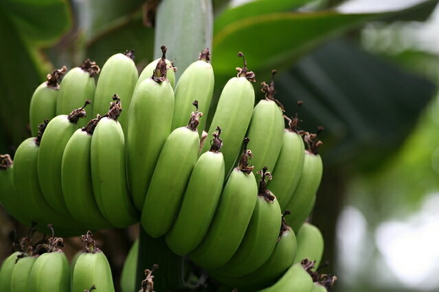 世界美食探究フィリピン産バナナチップ1kgドライフルーツバナナチップスドライバナナ乾燥バナナ