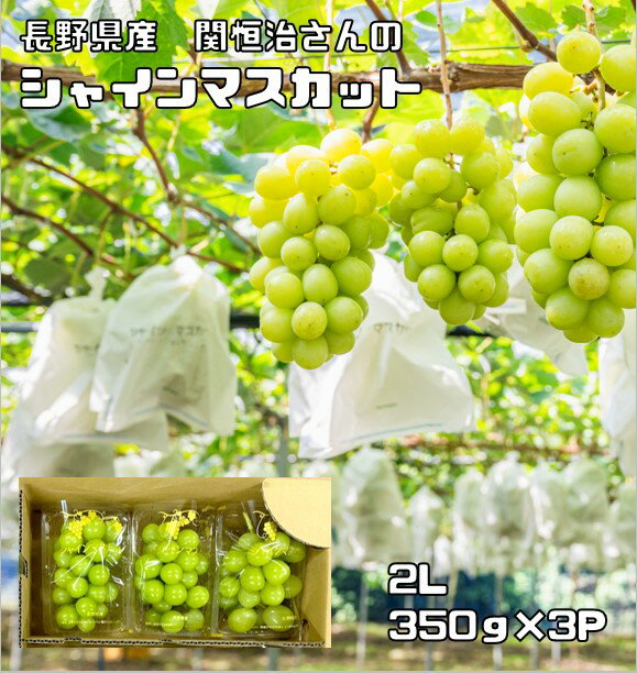 長野県産　シャインマスカット　約1050g（350g×3パック）　【宅配便送料無料】【農場直送品】　2L 生産者限定 信州産 数量限定 期間限定 生鮮品 果物 ぶどう フルーツ マル関農園 露地 慣行栽培