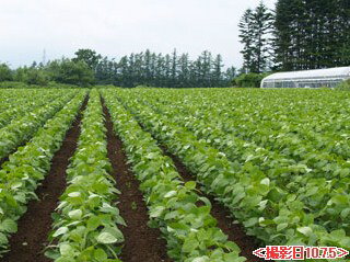 豆力　契約栽培北海道産　大豆　10kg