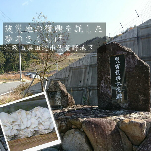 酵素玄米と自然食の店 たまな商店の乾燥きくらげ 黄金きくらげ ホール 30g袋 和歌山県産 紀州産 伏菟野 菌床栽培 国産 無農薬 天日干し 夢のきくらげ あらげきくらげ 白変種 木耳 国内産原料100％ 健康 美容 腸活 ダイエット アンチエイジング スーパーフード｜アングル2