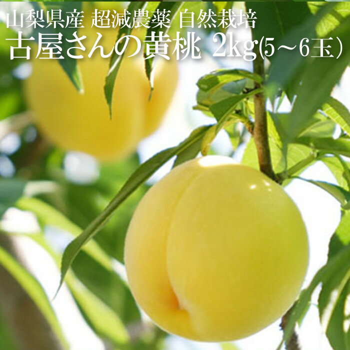 産地直送 【黄桃】 古屋さんの黄桃 もも 約2kg 5〜6玉 山梨県産 山梨の桃 黄色の桃 黄金桃 超減農薬 無化学肥料 無除草剤 自然栽培 フルヤ農園 貴妃子 甲斐 産直フルーツ 高級フルーツ 贈答用 ギフト用 自宅用 一部地域除き送料無料のサムネイル