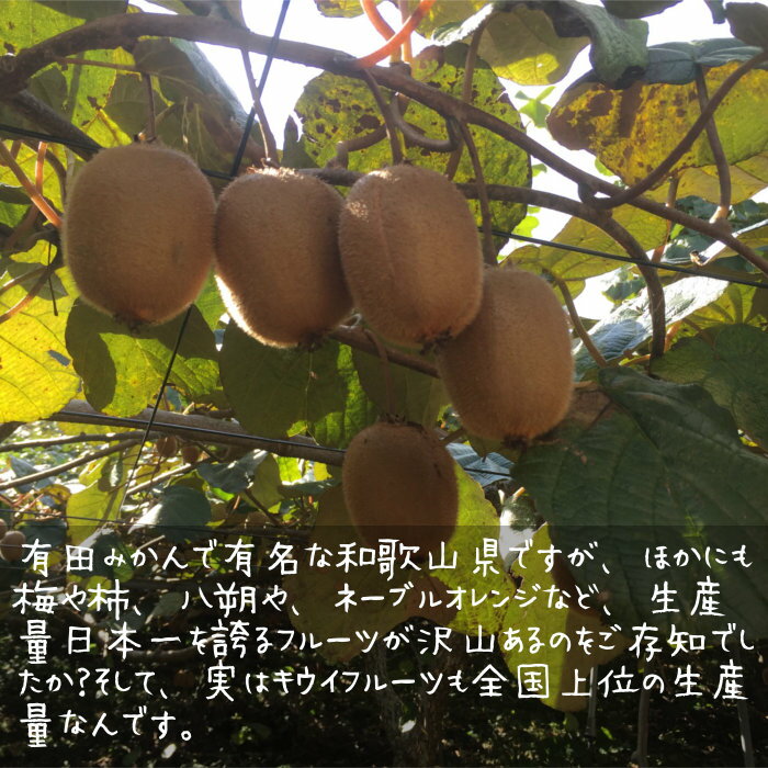 �������ե롼�� �������˥å� 3kg ������S��L���� ͭ��JAS �²λ����� �� ͭ�� ͭ������ ̵���� ̵����� ̵�������� ������ˡ �������� �Ų̱� ���Ĥ���Τ�����ꥭ�����ե롼�� ����ľ�� £�� ���ե� ������ �����ϰ���������̵�� ��Ʊ���Բġ�