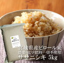 ササニシキ 玄米 5kg 宮