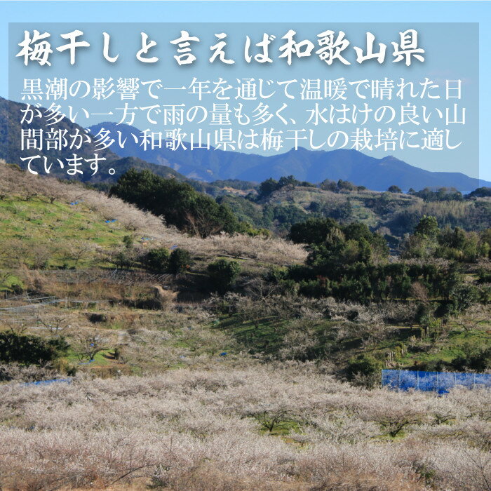 梅干し 訳あり つぶれ梅 紀州南高梅 たまな食堂の梅干 徳用 500g 無添加 特別栽培 減農薬 紀州産 昔ながらのすっぱい梅干 田舎梅干 白梅干し 白干 塩分18％ 漬物 漬け物 ご飯のお供 一部地域を除き送料無料 3