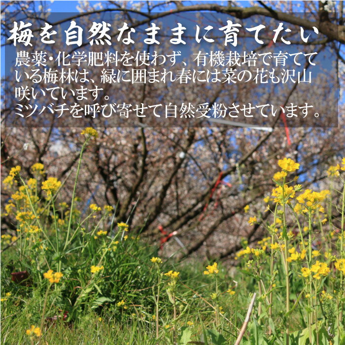 �ߴ��� �������� ���ޤʿ�Ʋ���ߴ� ���� 1kg �Ĥ֤��� ��γ ̵ź�� ͭ�� �������˥å� ̵���� ̵����� ̵�������� �������� ������ �Τʤ���Τ��äѤ��ߴ� �ļ��ߴ� ���ߴ� �� ��ʬ18�� ��ʪ �Ҥ�ʪ ���� ���ह�� ������ �����ϰ���������̵��