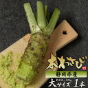 本わさび わさび 静岡県産 生 約100g~120g 1本 2本 3本 セット 生わさび 生山葵 山葵 生ワサビ ワサビ ギフト 贈答 家庭用 お中元 お取り寄せグルメ お中元 夏ギフト まだ間に合う プレゼント