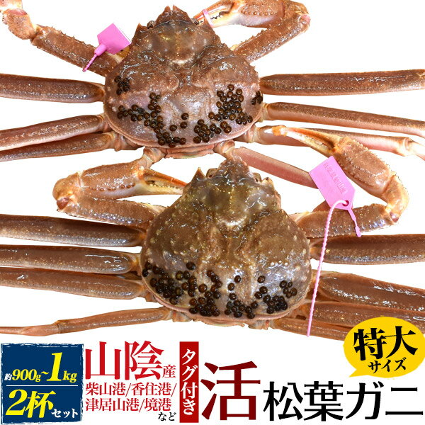 【活蟹×2枚】兵庫県産 生 松葉ガニ 姿 (ズワイガニ) 【900g～1kg×2杯】特大 産地証明 ブランドタグ付 カニ（柴山かに / 津居山かに / 香住かに 浜坂かに）松葉蟹 まつばガニ 2匹 お刺身 生食 ギフト 贈り物 日本海 産地直送 産直 新鮮 高級 国産 ブランド蟹 クール【冷蔵】