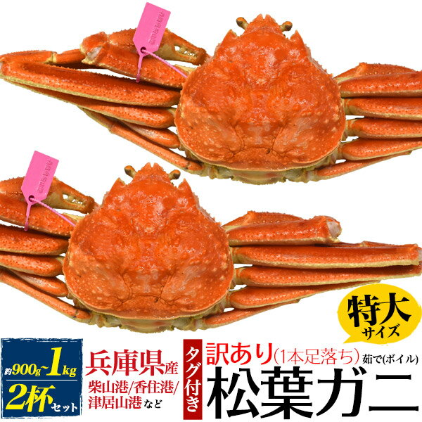 訳あり 足取れ1本 【釜茹×2枚】兵庫県産 松葉ガニ 姿 (ズワイガニ)【900g～1kg×2杯】タグ付 ボイル（柴山かに / 津居山かに / 香住かに 浜坂かに）松葉蟹 マツバガニ 2匹 ギフト 贈り物 日本海 産地直送 国産 ブランド蟹 茹で蟹 アウトレット 訳アリ クール便【冷蔵】