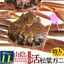 【活蟹×1枚】兵庫県産 生 松葉ガニ 姿 (ズワイガニ) 【1kg～1.1kg×1杯】特大 産地証明 ...