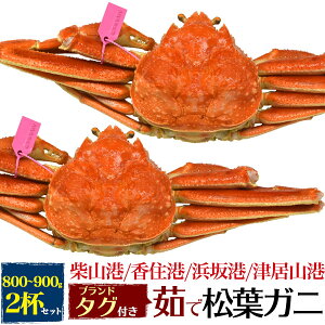 【釜茹×2枚】兵庫県産 松葉ガニ 姿 (ズワイガニ)【800g〜900g×2杯】産地 ブランドタグ付 ボイル（柴山かに / 津居山かに / 香住かに / 浜坂かに）松葉蟹 まつばガニ 2匹 最高級 日本海 産地直送 産直 国産 ブランド蟹 茹で蟹 茹でたて クール便【冷蔵】