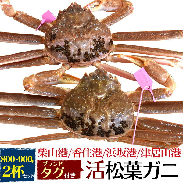 【活蟹×2枚】兵庫県産 生 松葉ガニ 姿 (ズワイガニ) 【800g～900g×2杯】産地証明 ブランドタグ付 カニ（柴山かに / 津居山かに / 香住かに / 浜坂かに）松葉蟹 まつばガニ 2匹 お刺身 生食 ギフト 贈り物 日本海 産地直送 産直 新鮮 高級 国産 ブランド蟹 クール【冷蔵】