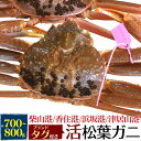 【活蟹×1枚】兵庫県産 生 松葉ガニ 姿 (ズワイガニ) 【700g～800g×1杯】産地証明 ブランドタグ付 カニ（柴山かに / 津居山かに / 香住かに / 浜坂かに）松葉蟹 まつばガニ 1匹 お刺身 生食 ギフト 贈り物 日本海 産地直送 産直 新鮮 高級 国産 ブランド蟹 クール【冷蔵】