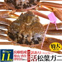 訳あり 足取れ1本 【活蟹×1枚】兵庫県産 生 松葉ガニ 姿 (ズワイガニ) 【1kg～1.1kg×1杯】特大 産地証明 ブランドタグ付（柴山かに / 津居山かに / 香住かに 浜坂かに）松葉蟹 マツバガニ 1匹 日本海 産地直送 産直 国産 ブランド蟹 アウトレット 訳アリ クール【冷蔵】