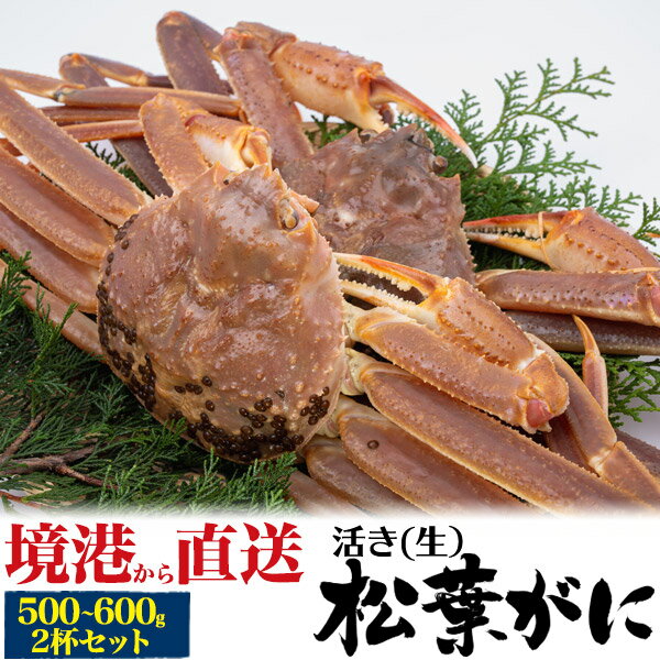 お歳暮 冬ギフト ギフト 活蟹 2杯 境港 生 松葉ガニ 姿 ズワイガニ 500g 600g × 2杯 産地証明 ブランド タグ付 カニ 山陰産 島根県産 鳥取県産 松葉蟹 まつばガニ 2匹 2枚 おつまみ ギフト 贈り物 日本海 本場から 産地直送 産直 新鮮 高級 国産 ブランド蟹 クール【冷蔵】