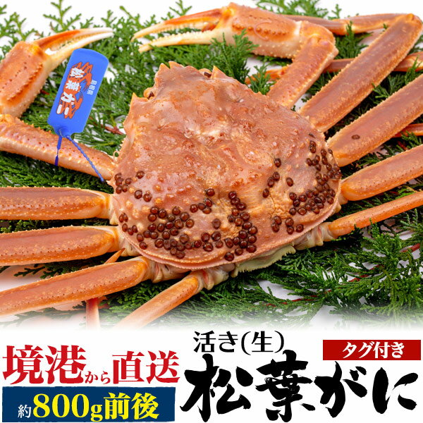 【活蟹×1枚】境港 生 松葉ガニ 姿 (ズワイガニ) 【800g前後×1杯】産地証明 ブランドタグ付 カニ 島根県産 境港から直送 松葉蟹 まつばガニ 1匹 ギフト 贈り物 日本海 山陰産 本場から 産地直送 産直 新鮮 高級 国産 ブランド蟹 クール【冷蔵】直送のサムネイル