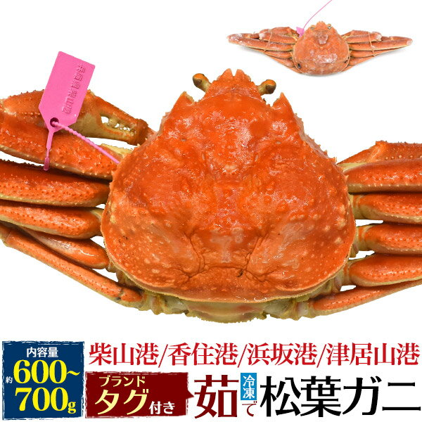 【釜茹 冷凍×1枚】兵庫県産 松葉ガニ 姿 (ズワイガニ) 【600g〜700g×1杯】産地証明 ブランドタグ付 カニ（柴山かに / 津居山かに / 香住かに / 浜坂かに）松葉蟹 まつばガニ 1匹 ギフト 贈り物 日本海 産地直送 産直 高級 国産 ブランド蟹 クール【冷凍】