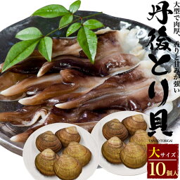 丹後とり貝 大サイズ 5個～ 10個セット [冷蔵] 150g～169g 5枚 10枚 新鮮 生きたまま出荷 京都府産 宮津 舞鶴 生 殻付き 活け 大型 鳥貝 とりがい トリガイ 日本海 産地直送 産直 お取り寄せ 国産 丹後とりがい 生食 刺身 炙り 茹で 高級 御中元 クール便