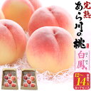 お中元 夏ギフト 御中元 ギフト 訳あり あら川の桃 白鳳 12〜14玉 (6〜7玉×2箱) サイズ不揃い 桃 和歌山県産 もも はくほう 甘い 国産 日本産 ...
