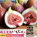 完熟 いちじく 1.4kg (350g×4パック) 和歌山県産 「樹上完熟いちじく」 イチジク 無花果 ブランド 美味しい 人気 希少 国産 日本産 高級フルー...