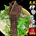 国産 天然伊勢海老 特大サイズ 約600g ×1尾 千葉県産 希少 大型 大きい 刺身 さしみ 伊勢えび 伊勢エビ いせえび 最高級 縁起物 BBQ お取り寄せ...