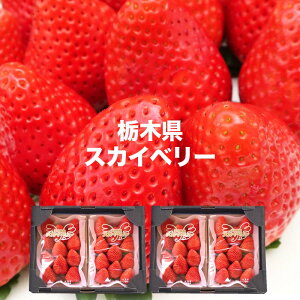 いちご スカイベリー 約290g×4パック 栃木県 産地直送 イチゴ 苺 ストロベリー 大粒 高級 果物 フルーツ 送料無料