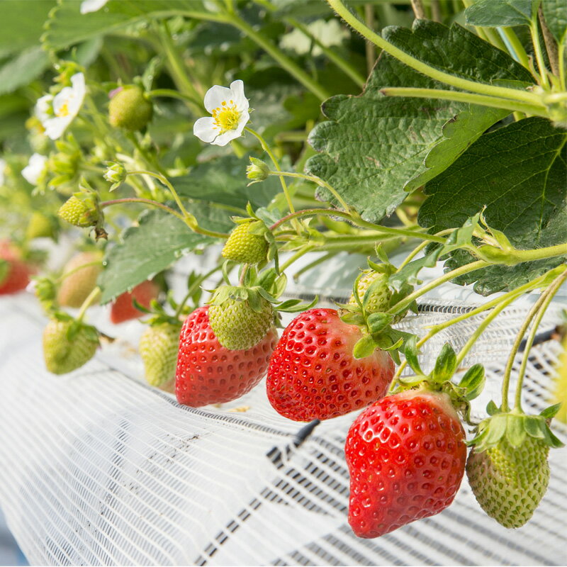 Hisのお取り寄せギフト 博多あまおう 花いちごのアイス 新作揃え F A D7 アイスクリーム 苺アイス いちごアイス イチゴ アイス 洋菓子 父の日ギフト 父の日プレゼント ギフト 贈り物 プレゼント 菓子 お菓子 贈答 His