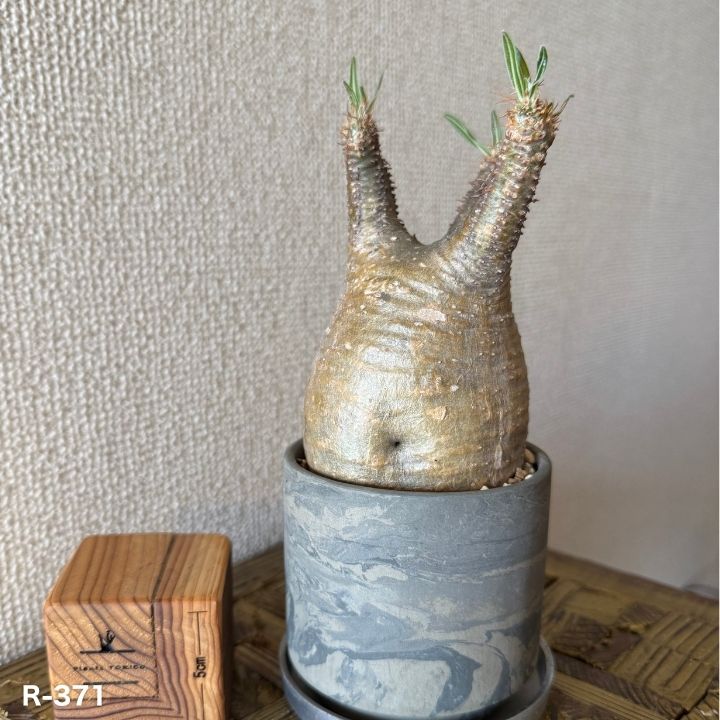 楽天市場】パキポディウム・グラキリスの通販