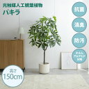 最大10,000円OFFクーポン光触媒人工観葉植物 fake green パキラ(約)幅65cm×奥行45cm×高さ150cm照明光が当たることで消臭・抗菌・防汚・ホルムアルデヒド分解の効果を発揮フェイクグリーン 造花 水やり不要 空気清浄 イミテーショングリーン