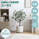 最大10,000円OFFクーポン光触媒人工観葉植物 fake green ユーカリ(約)幅50cm×奥行44cm×高さ85cm照明光が当たることで消臭・抗菌・防汚・ホルムアルデヒド分解の効果を発揮フェイクグリーン 造花 水やり不要 空気清浄 イミテーショングリーン