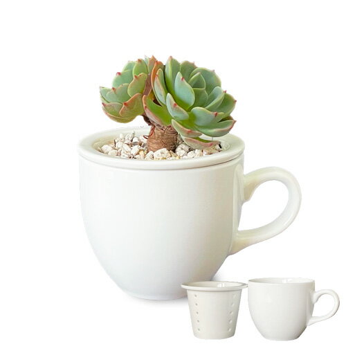 多肉植物 鉢 エアプランター カップ 2.5号 日本製 磁器製 多肉植物 鉢 陶器 おしゃれ 白 植木鉢 陶器 ホワイト ポット 室内 室外 ミニサボテン 観葉植物 鉢 白磁 ショップ 販売 通販 テーブルウェアファクトリーのサムネイル