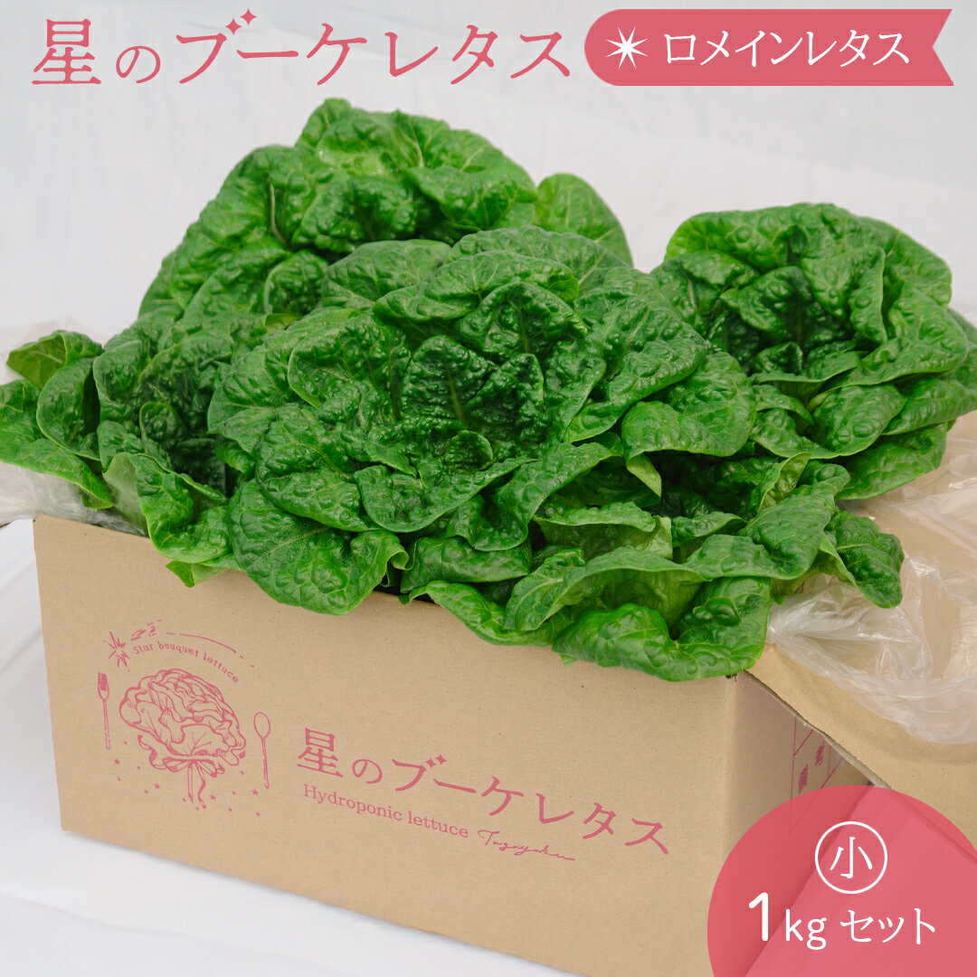【星のブーケレタス】 ロメイン レタス 1kg 4玉~5玉 新鮮 シャキシャキ 食感 サラダ 栽培期間中 農薬不使用 ロングライフ βカロテン 豊富 タガヤスファーム 工場直送 子供 安心 安全 栄養満点 送料無料 お試し 水耕 野菜 詰め合わせ 野菜 セット