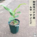 耐寒性バナナ苗 ムサマンニイバナナ 5号株 送料無料庭植えバナナ バナナの木 観葉植物