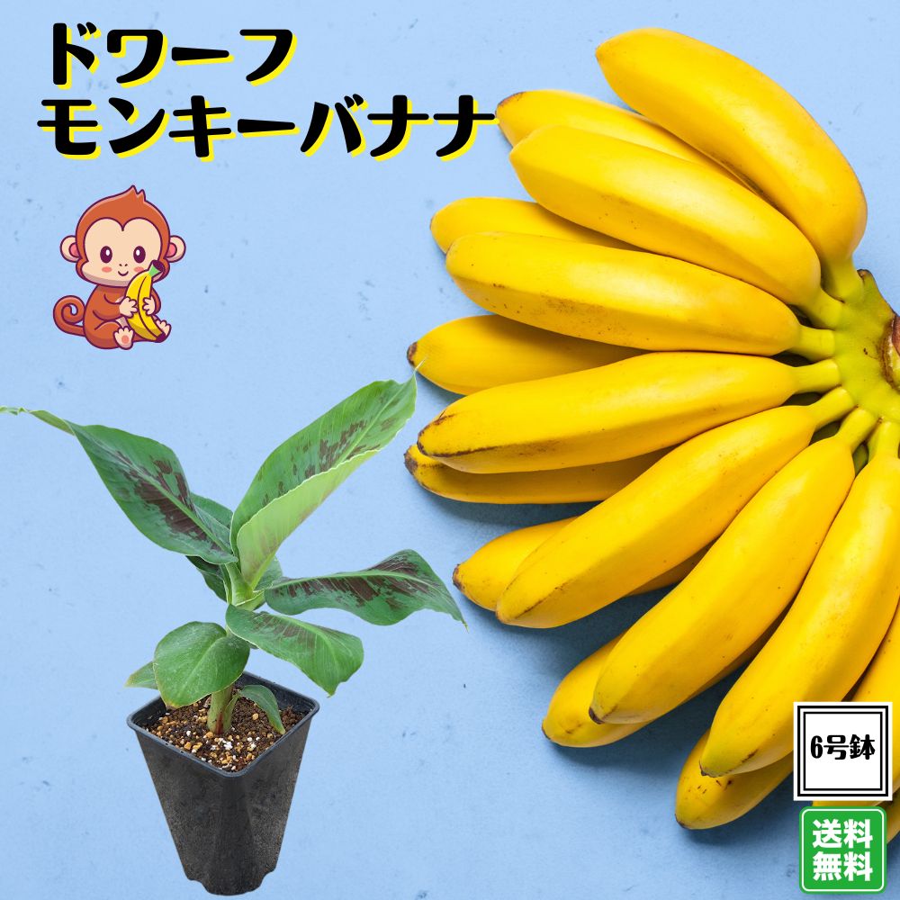 大好評！鉢植えで楽しめる！ドワーフモンキーバナナ こだわりの充実苗 6号鉢コンパクトバナナ 送料無料