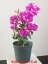 人気商品!!南国の花の代名詞 ブーゲンビリア パープル 5号鉢【熱帯の花の代表】【ブーゲンビレア】【※ラッピング・ギフト用不可商品】