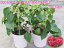 ブーゲンビリア ミセスバット 5号鉢 2鉢セット【ブーゲンビレア】【庭植えに向く品種】【ギフト用不可商品】