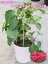 ブーゲンビリア ミセスバット 5号鉢【ブーゲンビレア】【庭植えに向く品種】【ギフト用不可商品】