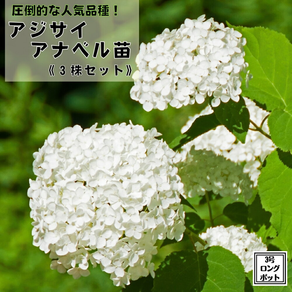 見事な景観を作ります！ 《アジサイ アナベル 3株セット 3号ロングポット苗》あじさい 紫陽花 切花 ドライフラワー