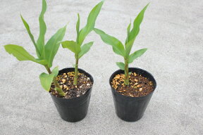 寒さに強いジンジャー ホワイトジンジャー（エンレイ） 5号ポット苗トロピカルフラワー 香りの熱帯植物