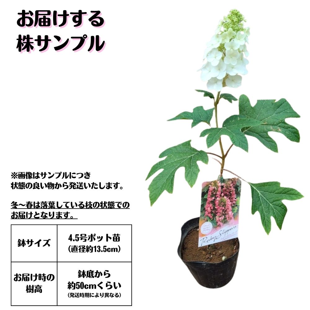 《ドワーフカシワバアジサイ ルビースリッパーズ 苗》13.5cmポット苗 あじさい 紫...