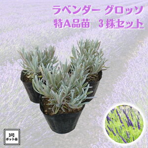 低温下でガッチリ育った株！《ラベンダー苗 グロッソ 特A品苗 3株セット》 ピンチ済み大株 ラバンディン系ハーブ らべんだー 送料無料